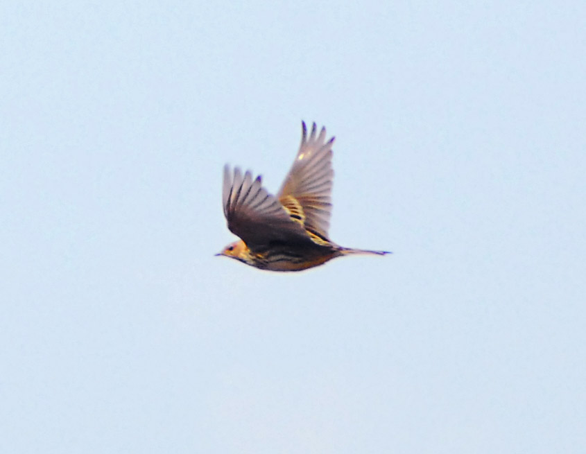 resultat lokalisere Indstilling File:Red-throated pipit flying.jpg - Wikimedia Commons