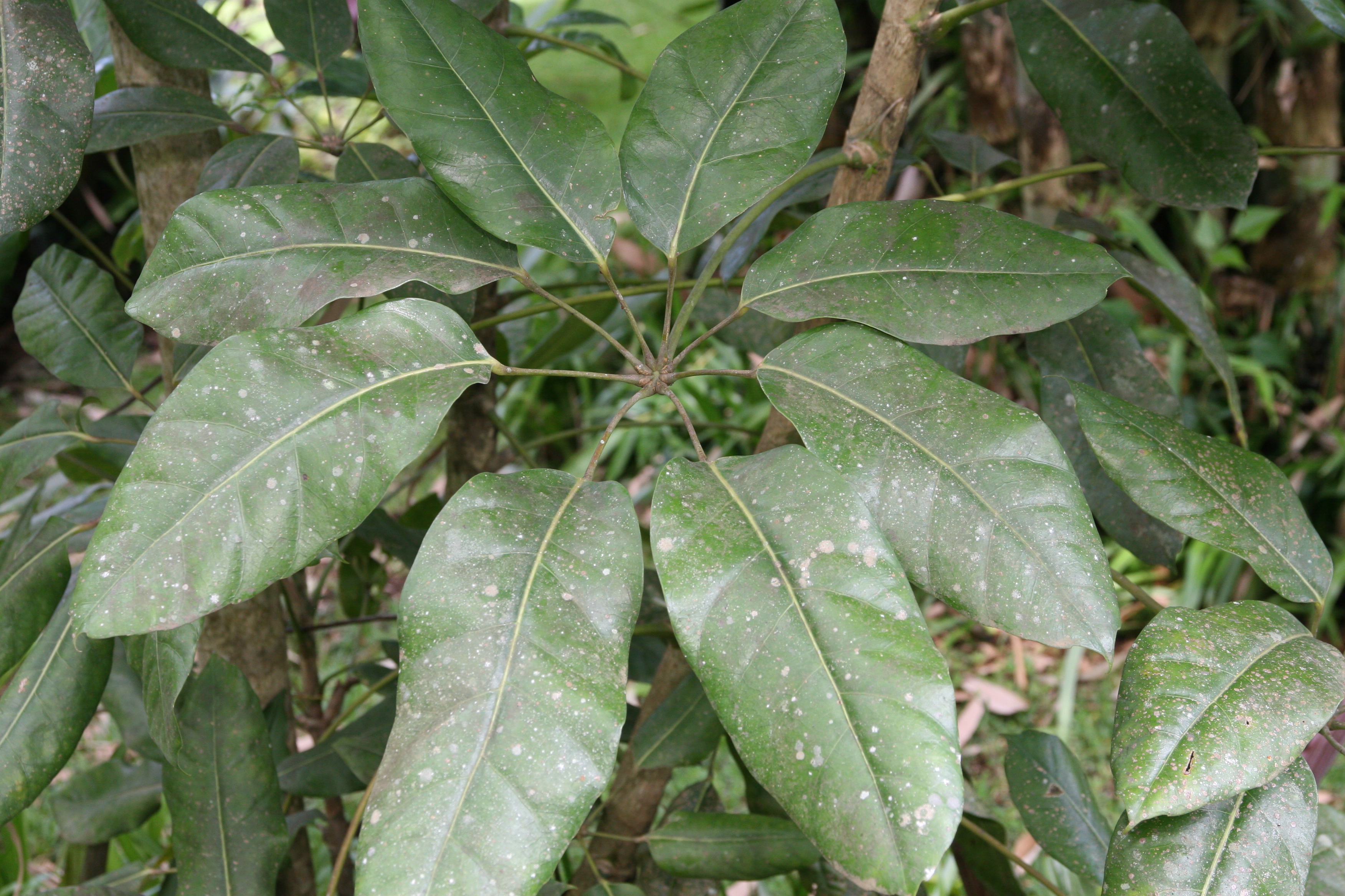 Schefflera Taiwaniana