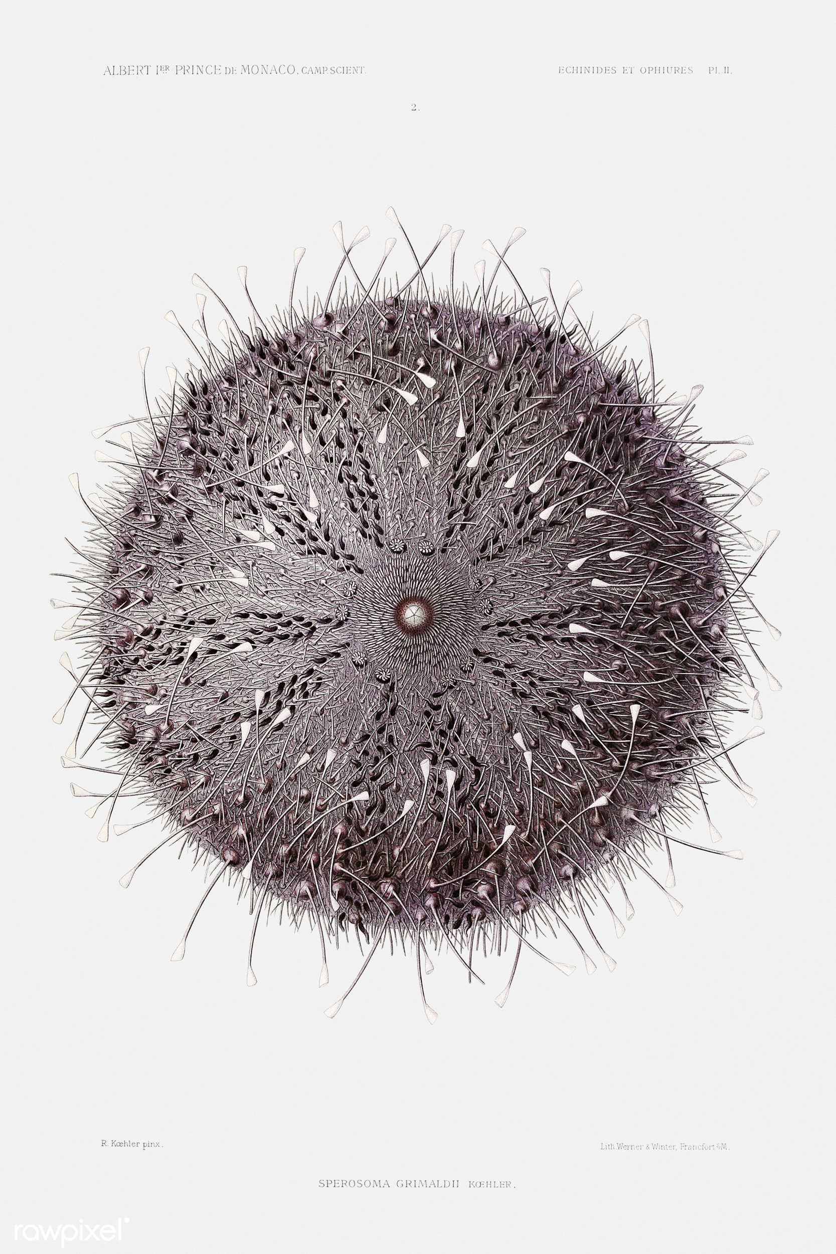 sea urchin sketch