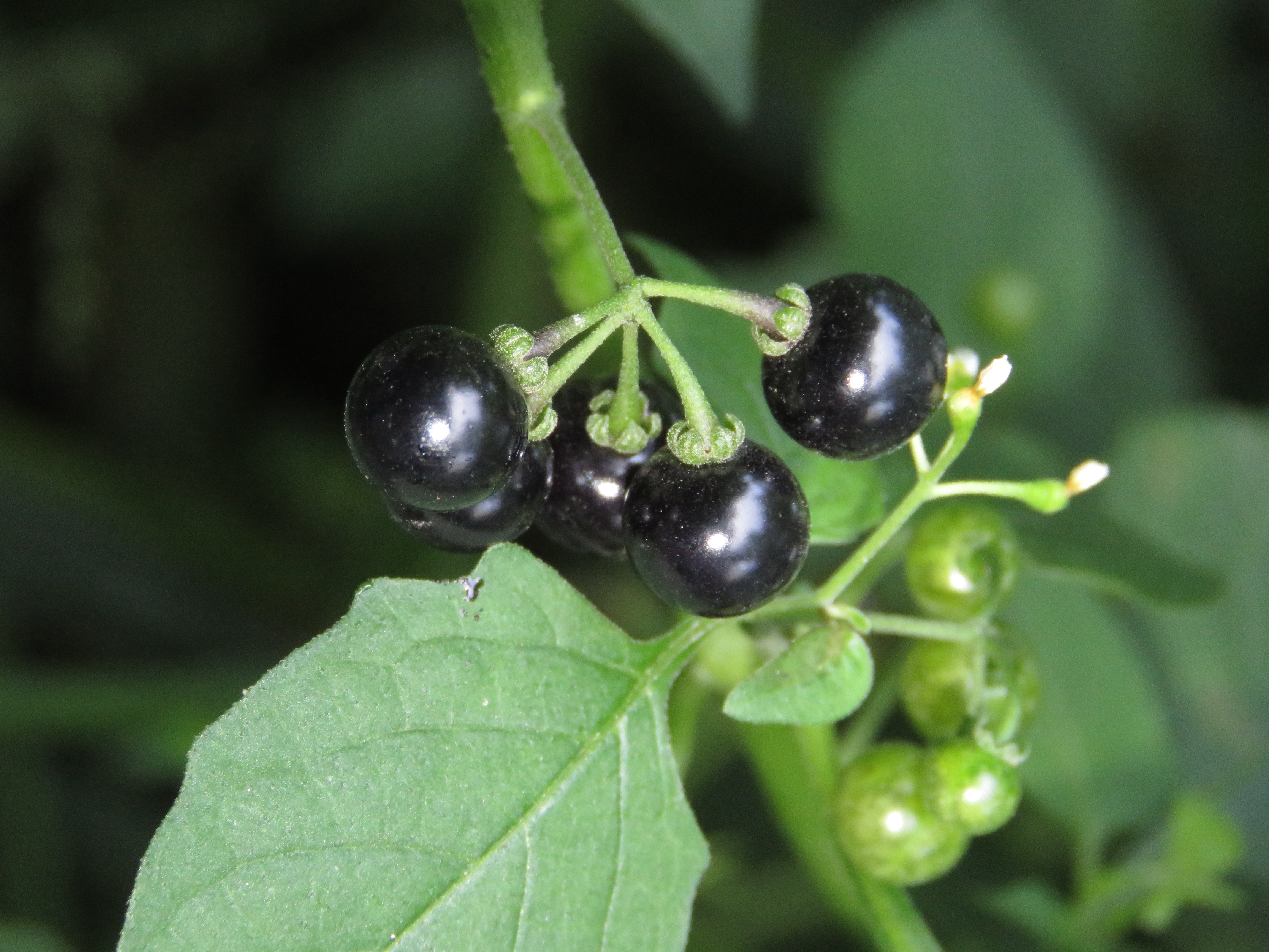 Solanum ptychanthum