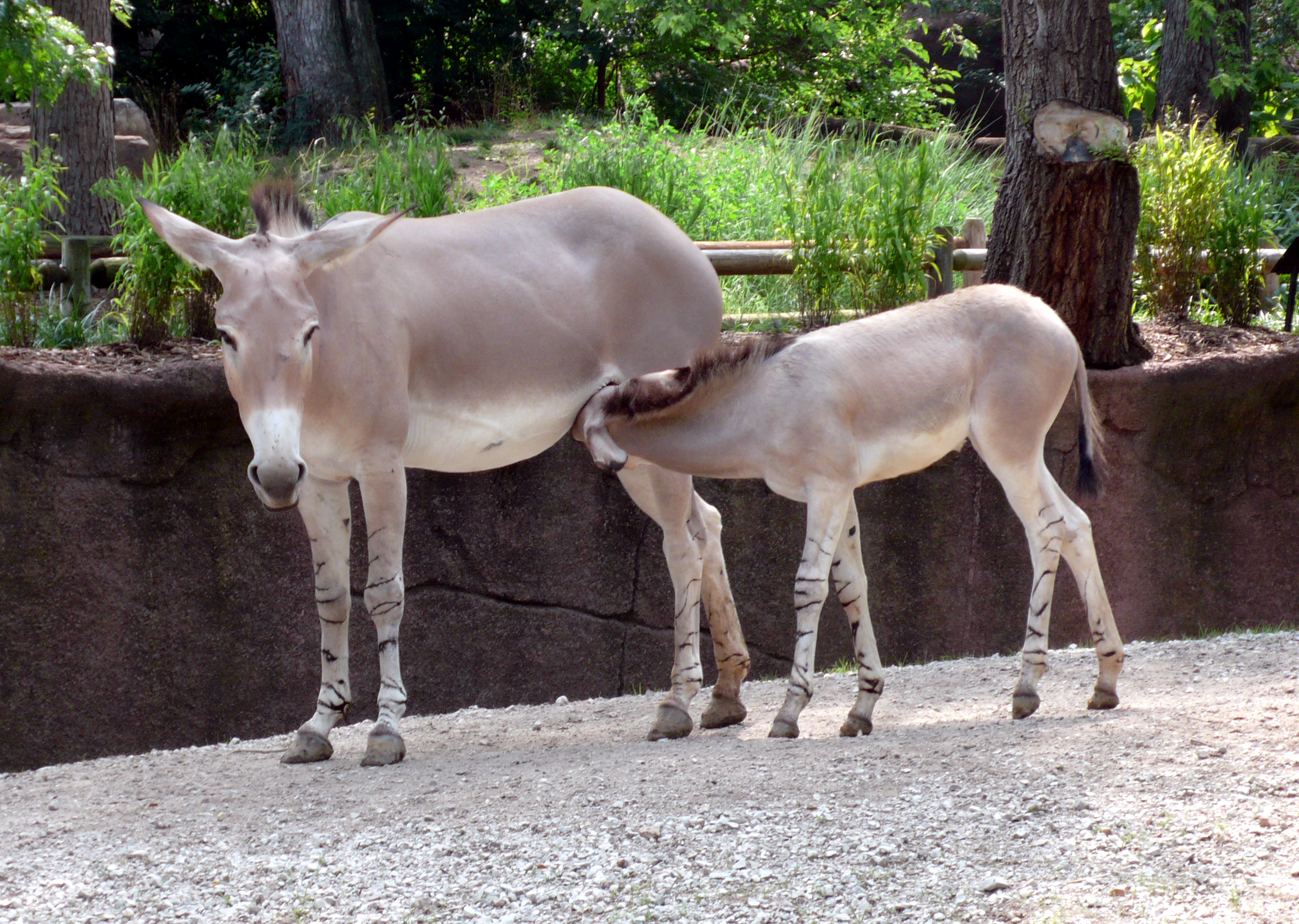 Wild Booty