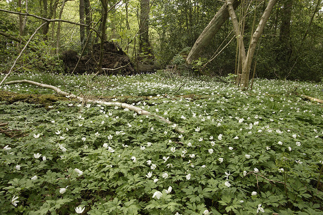 Spring In Grace Dieu Wood - geograph.org.uk - 1302561