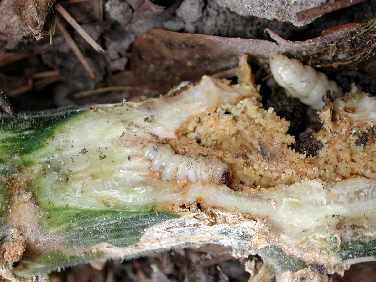 how to get rid of borers on alpine storks bill flower