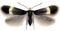 <i>Stigmella centifoliella</i> Species of moth