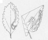 <i>Stigmella ostryaefoliella</i> Species of moth