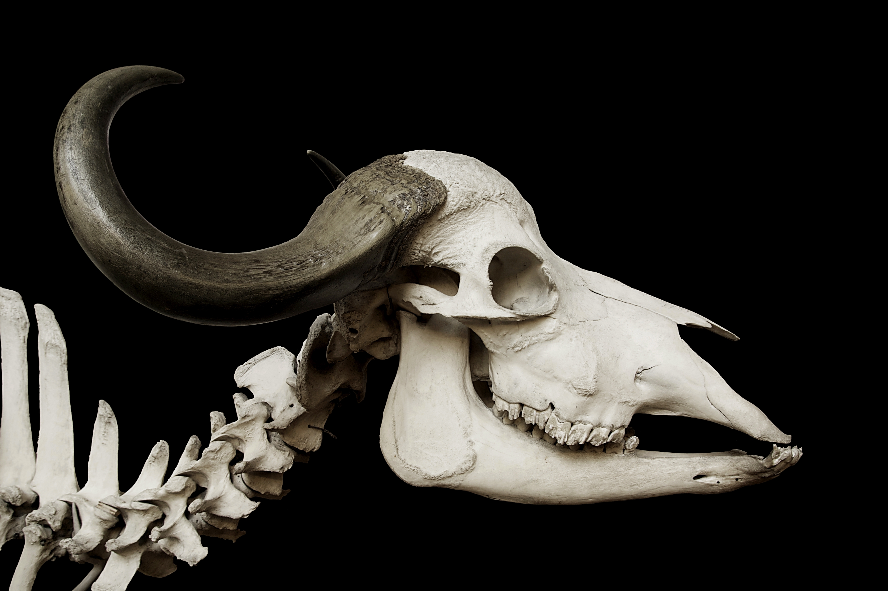 Grands cornes de buffle de Cape sur la partie du crâne - Syncerus caffer -  27×36×100 cm - Catawiki