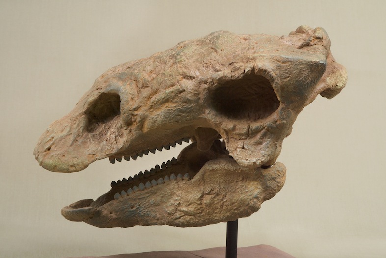 File:The Childrens Museum of Indianapolis - Cast skull of Gastonia - overall.jpg