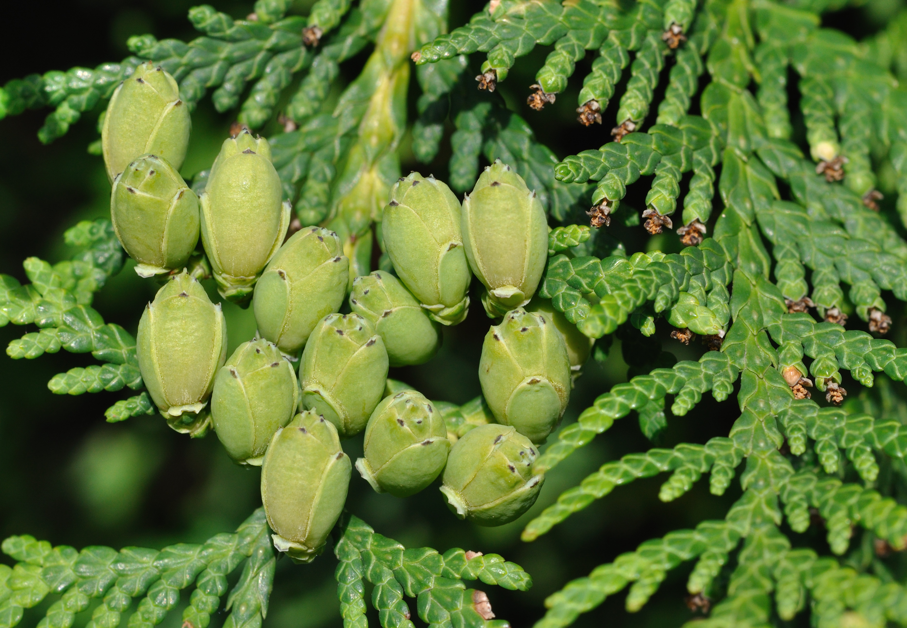 Растение жизненное дерево. Thuja occidentalis шишки. Туя Западная шишка Thúja occidentális. Туя Западная плоды. Туя Западная Смарагд шишки.