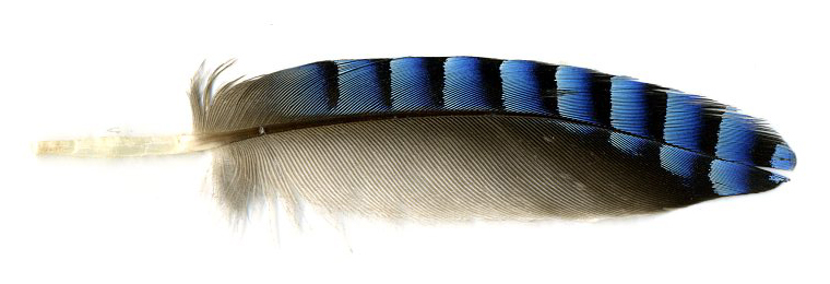 File:Thumb feather or Alula of Eurasien Jay horizontal.jpg