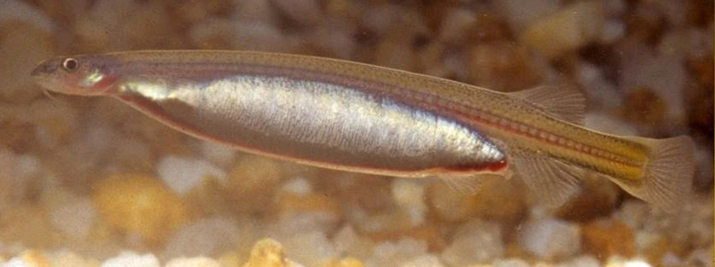 Common minnow - Wikipedia