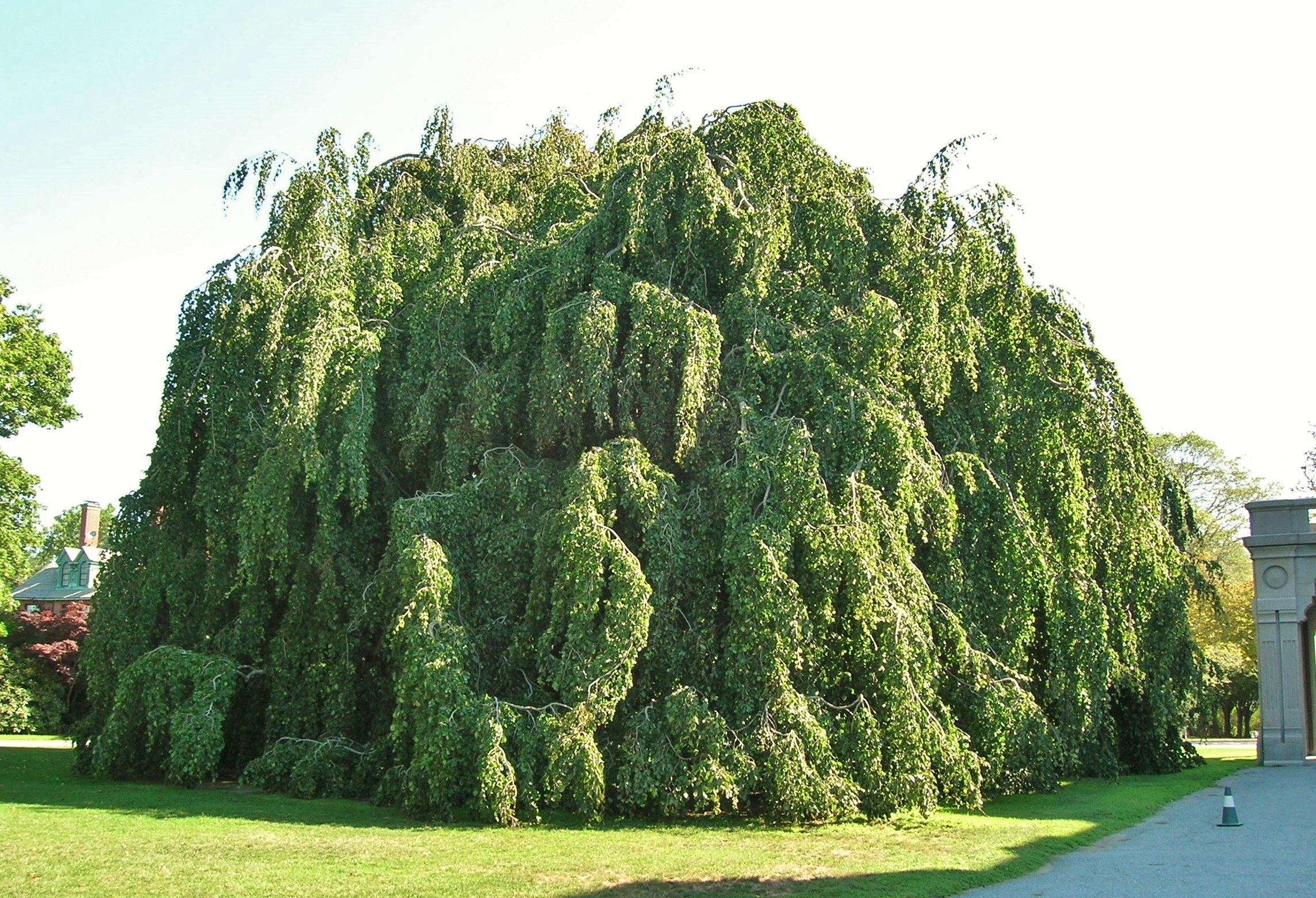 The Weeping Beech Hyde Park