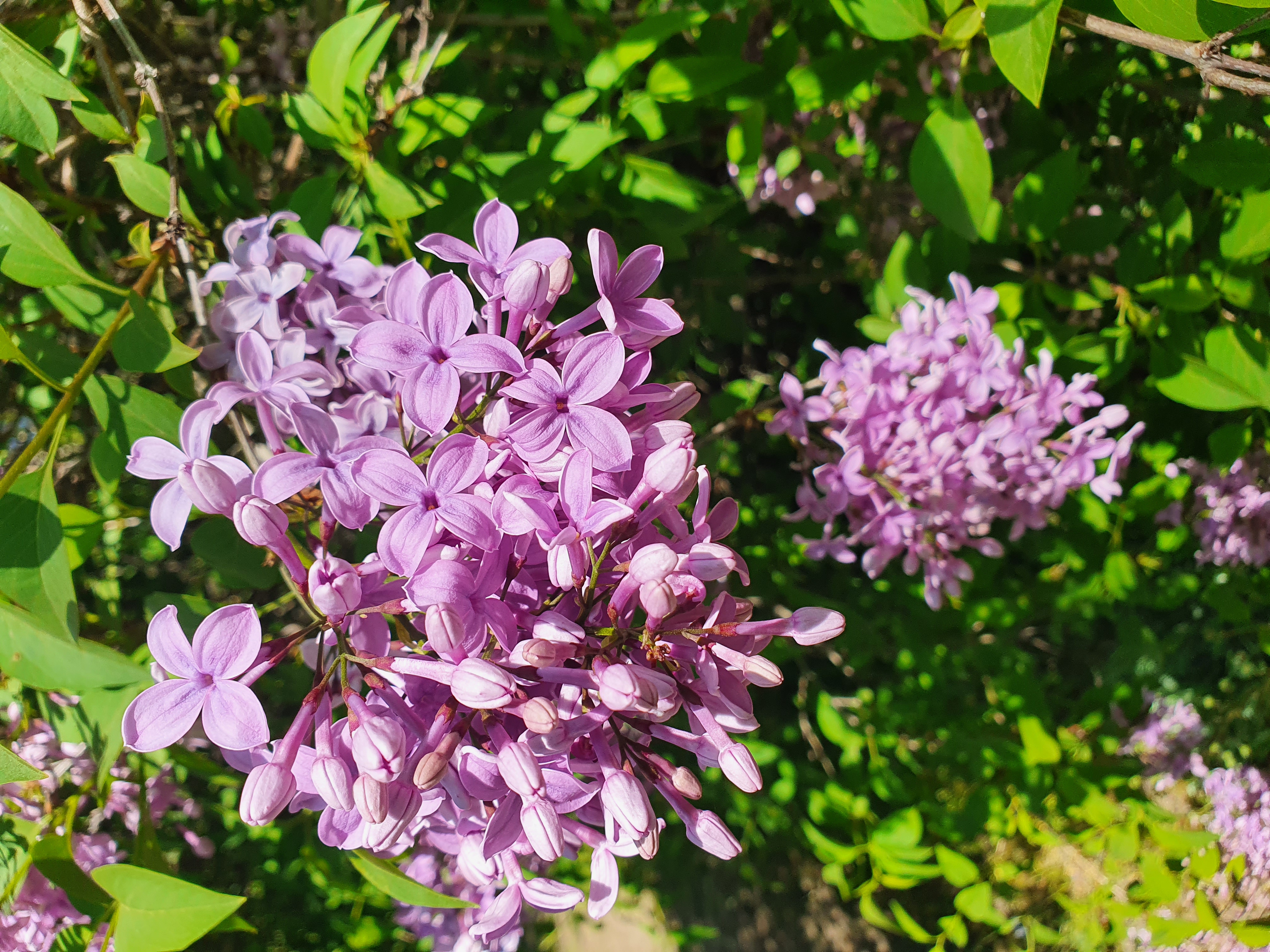 Астра Syringa Orange