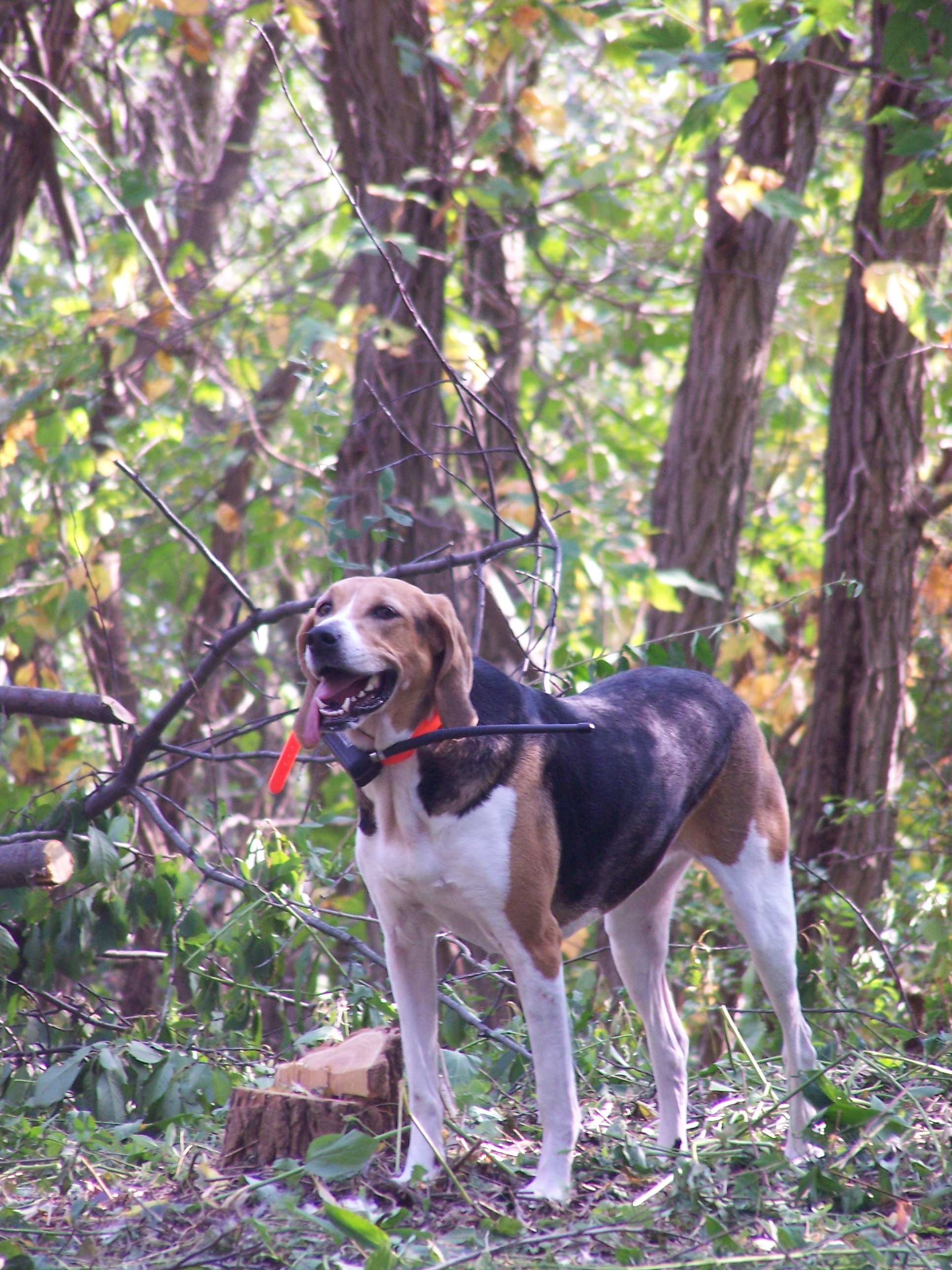 foxhound puppy