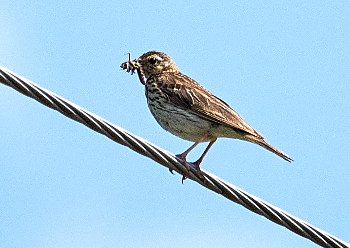 File:Anthus trivialis 125819552.jpg