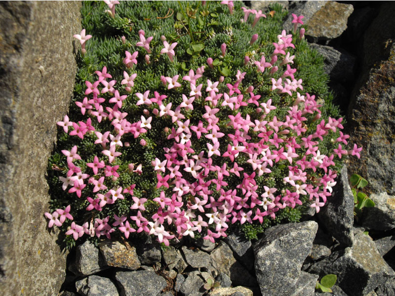 File:Asperula sintenisii 3.JPG