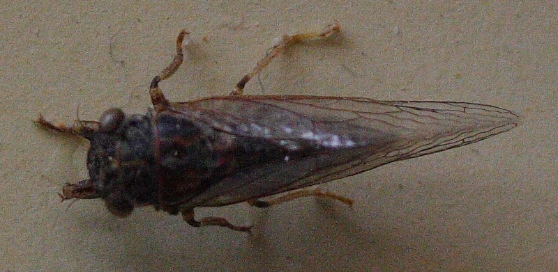 File:AustralianMuseum cicada specimen 42.JPG