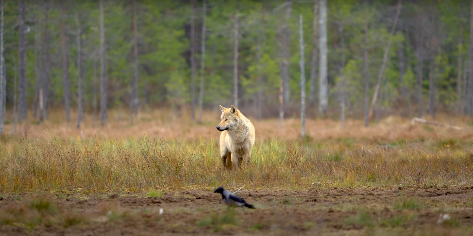 Wolf meeting