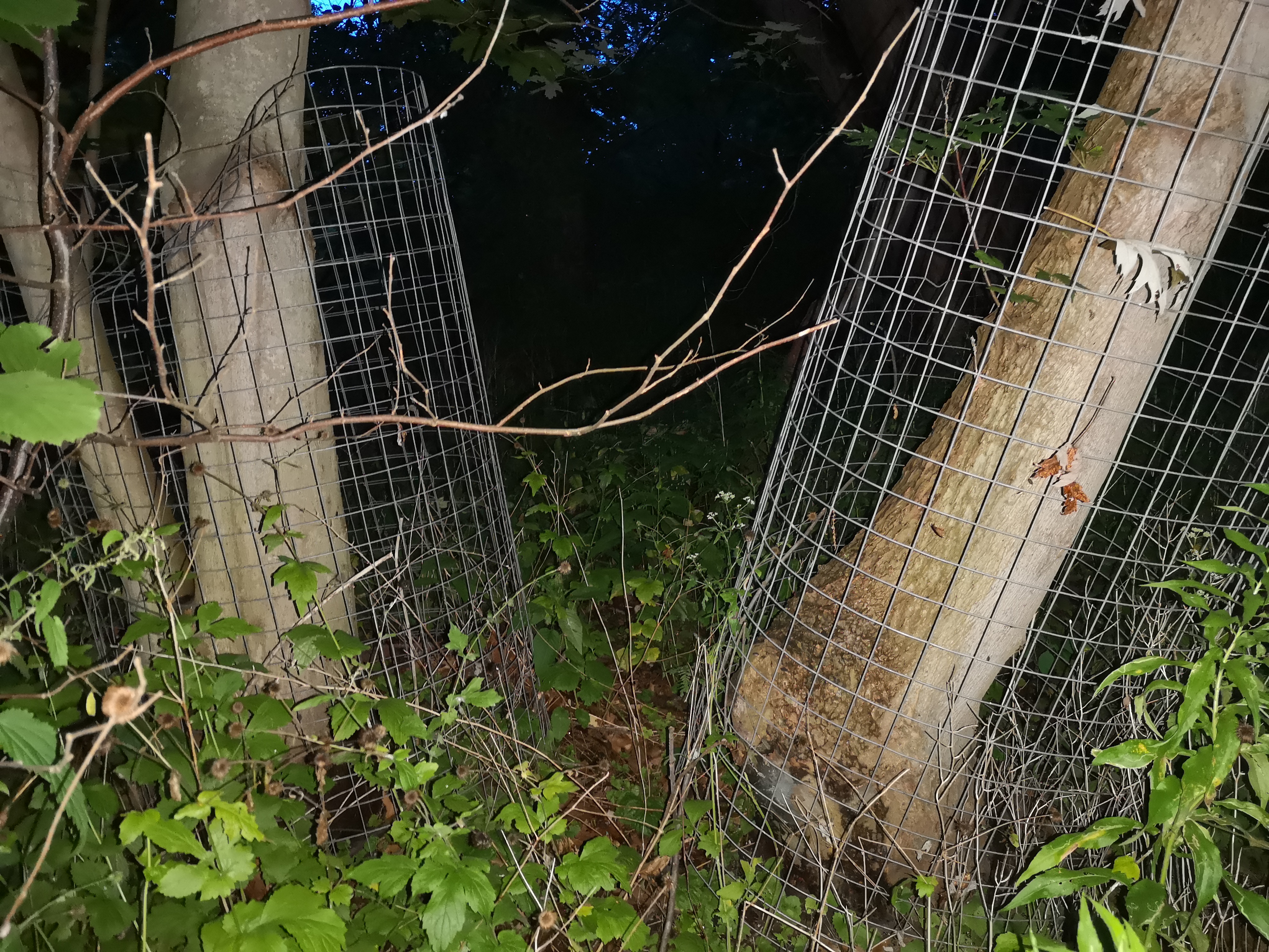 File:Beaver fences High Park.jpg - Wikipedia