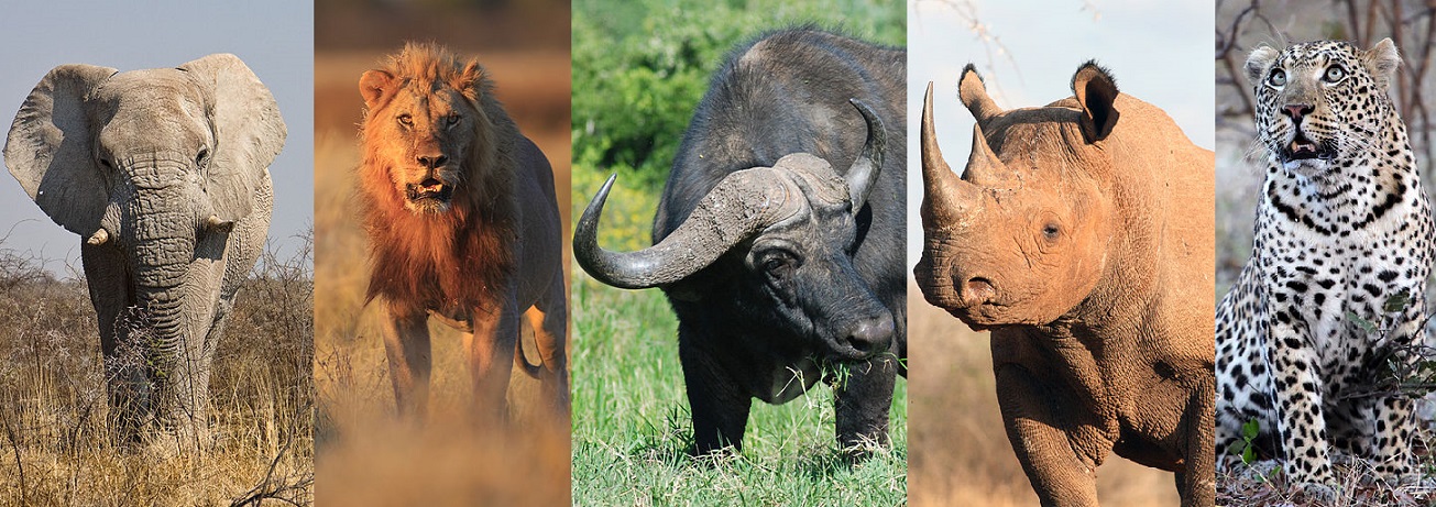 big five animals in africa