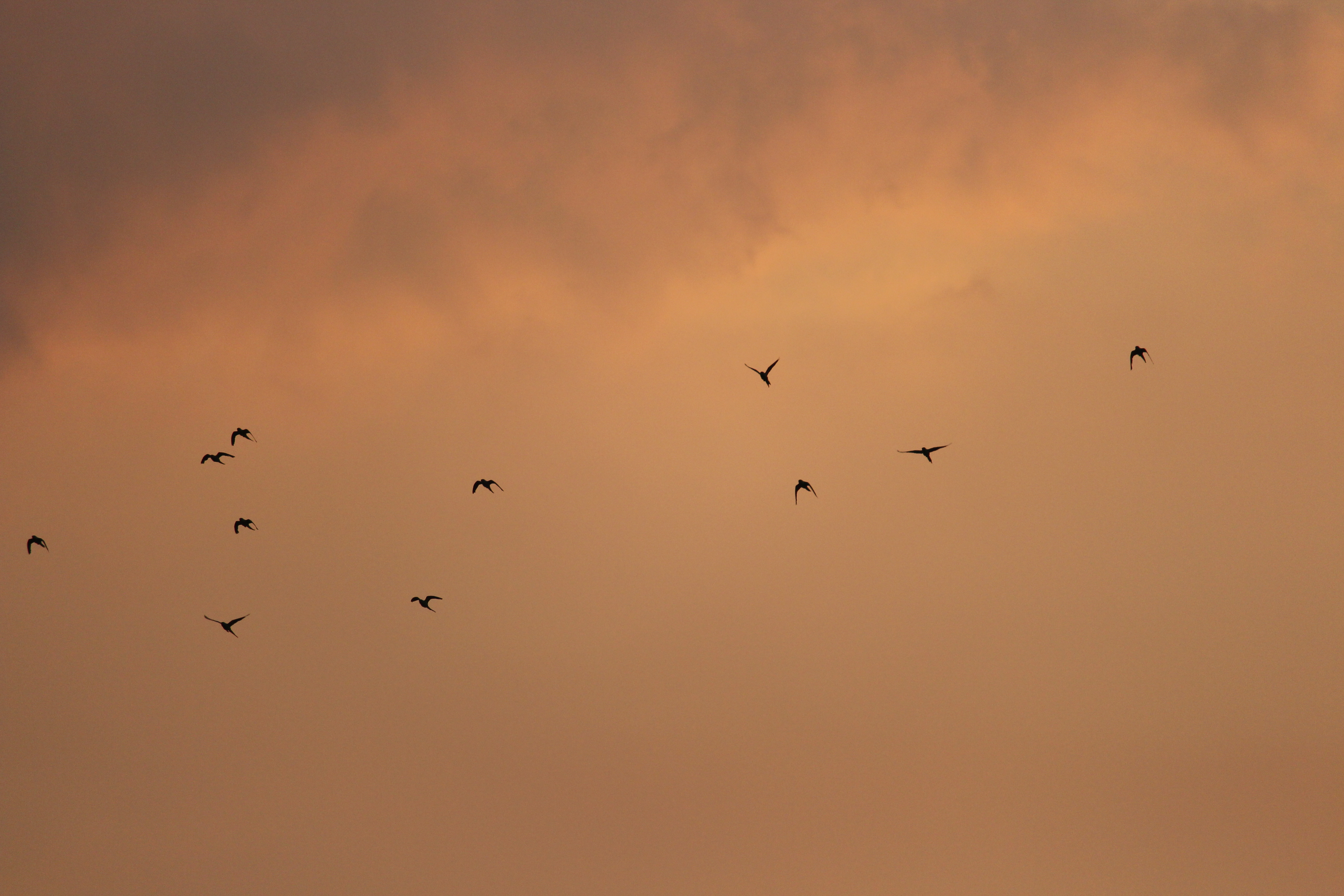 Bird back. Bird background stories.