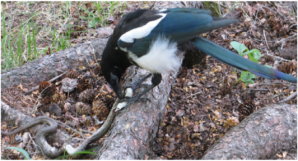 File Black Billed Magpie Eating A Wandering Garter Snake Png