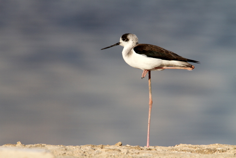 File:Black-winged Stilt Edge.JPG