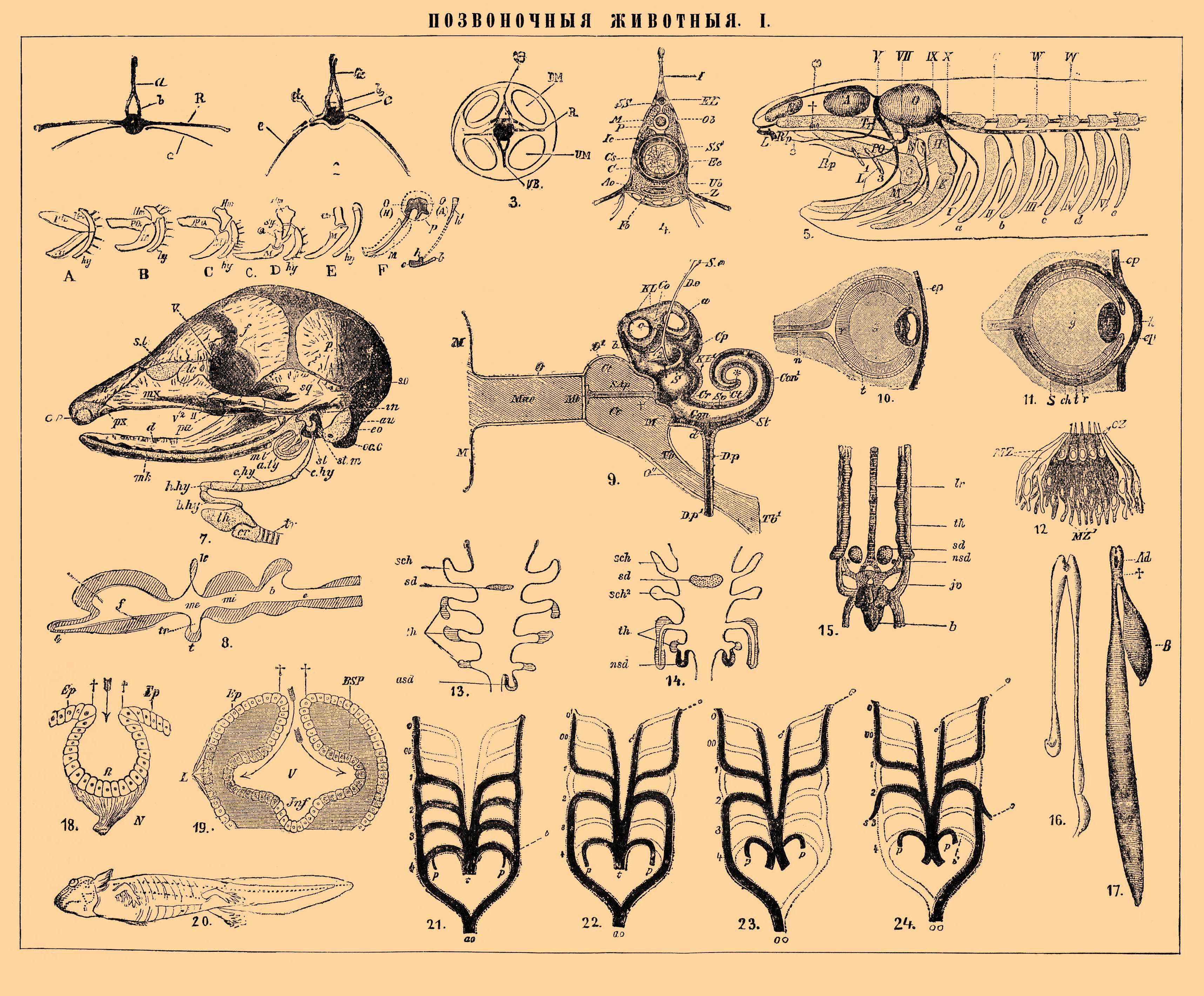 Филогенез позвоночных. Сравнительная анатомия позвоночных. Сравнительная анатомия животные. Филогенез позвоночных животных. Сравнительная анатомия рисунки.