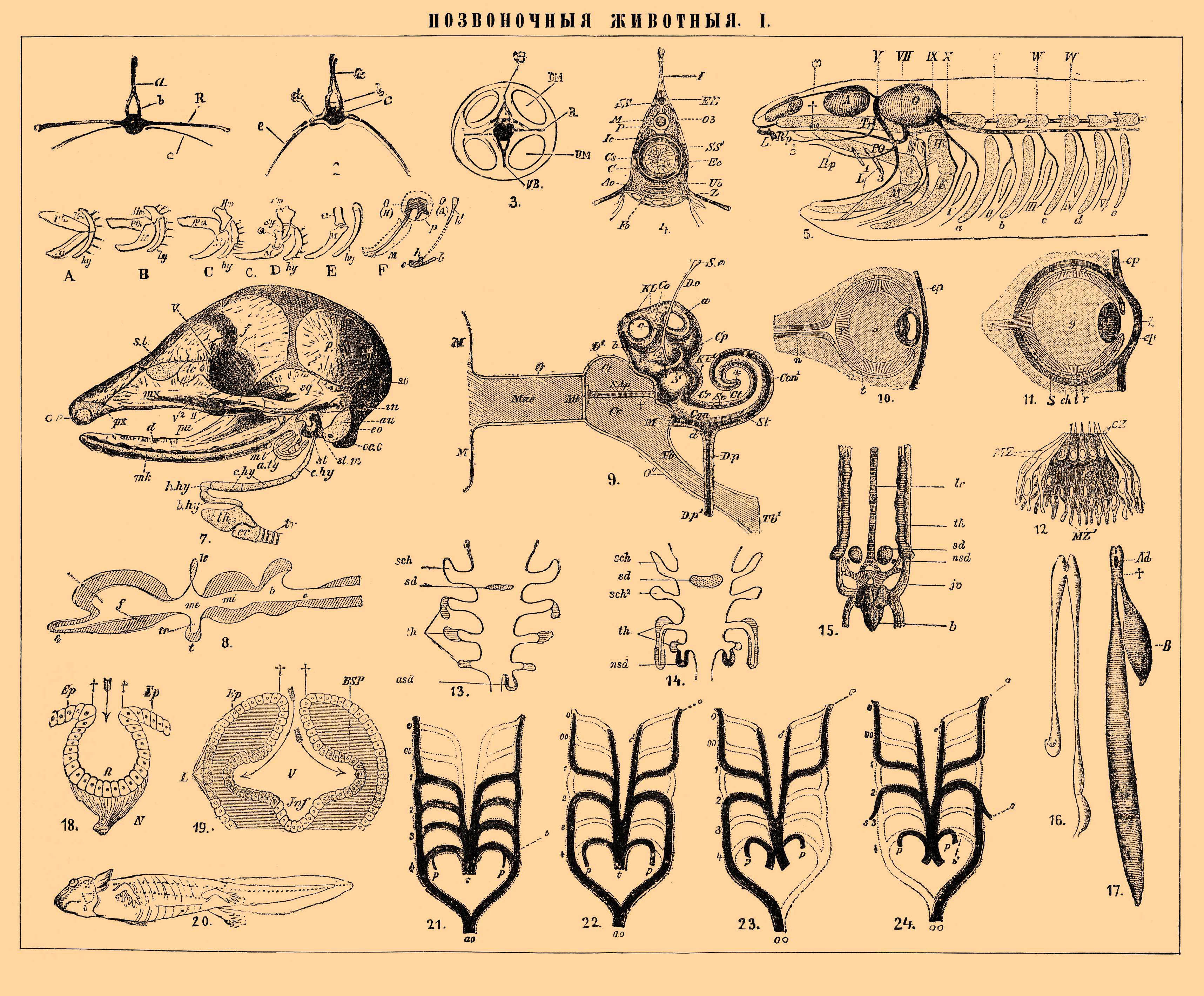 Органы позвоночных. Сравнительная анатомия позвоночных животных. Эволюция органов чувств позвоночных. Сравнительная анатомия рисунки. Органы чувств у позвоночных и беспозвоночных животных.