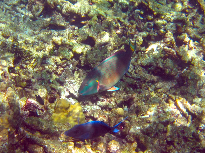 File:Buck Island Reef National Monument parrotfish.jpg