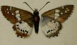 <i>Calleagris jamesoni</i> species of insect