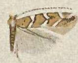 <i>Cameraria nemoris</i> Species of moth