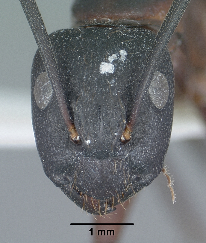 Camponotus_vicinus_casent0102789_head_1.