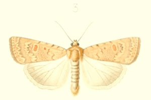 <i>Caradrina flava</i> Species of moth