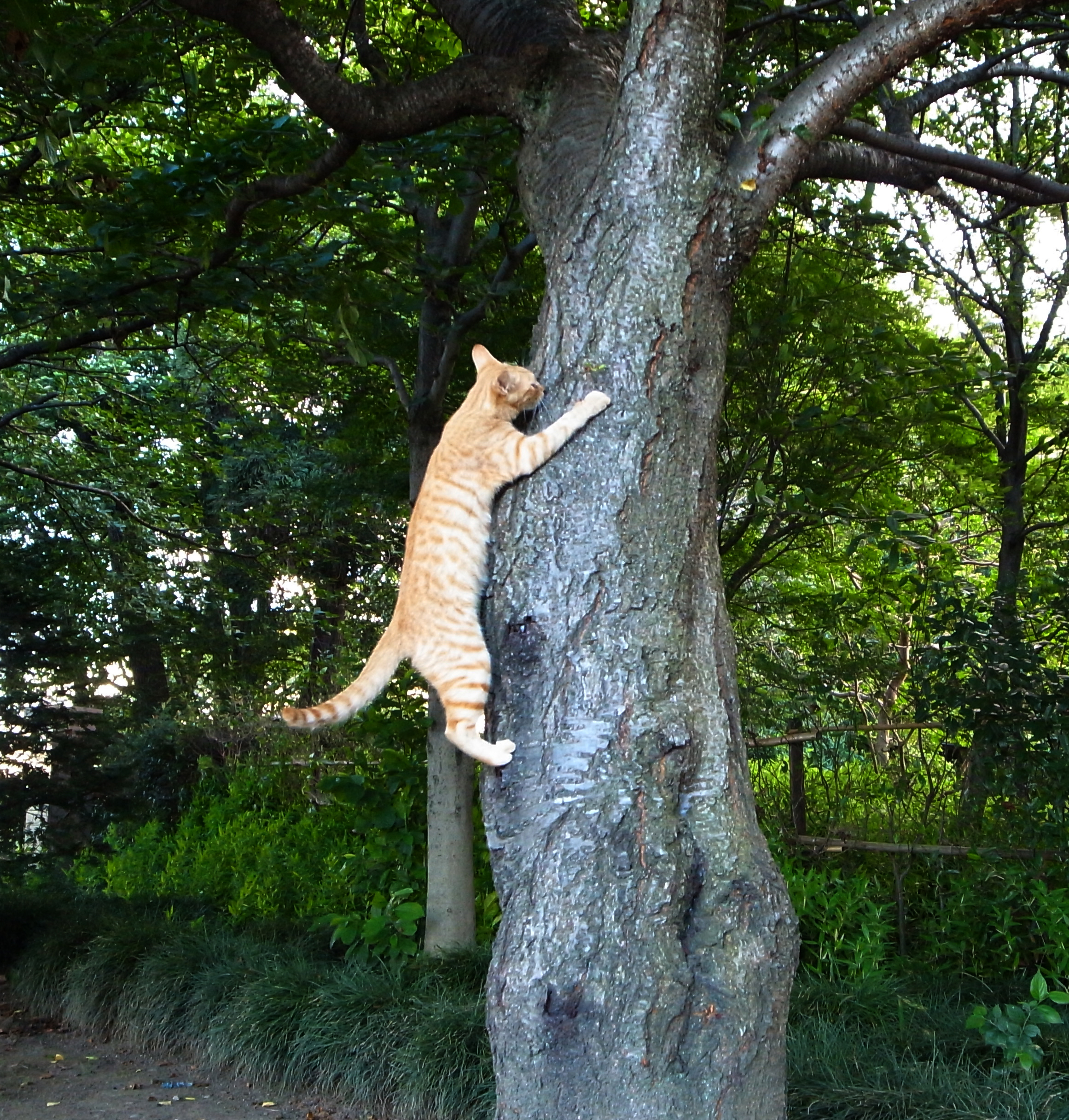 Trees for shop cats to climb