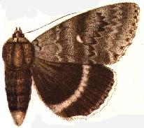 Catocala relicta elda Catocala elda.JPG