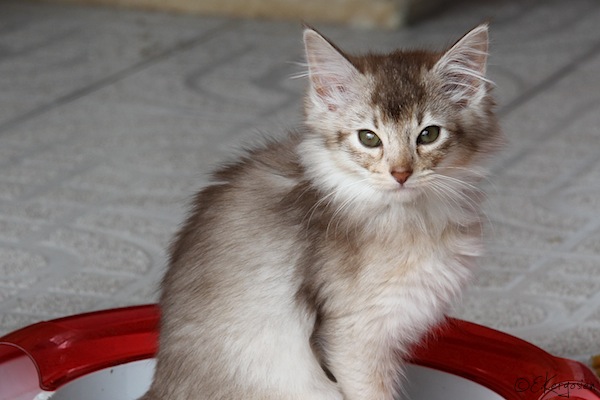 Chaton Somali - Couleur Chocolat Silver - Hiro de la Rivaleraie.JPG