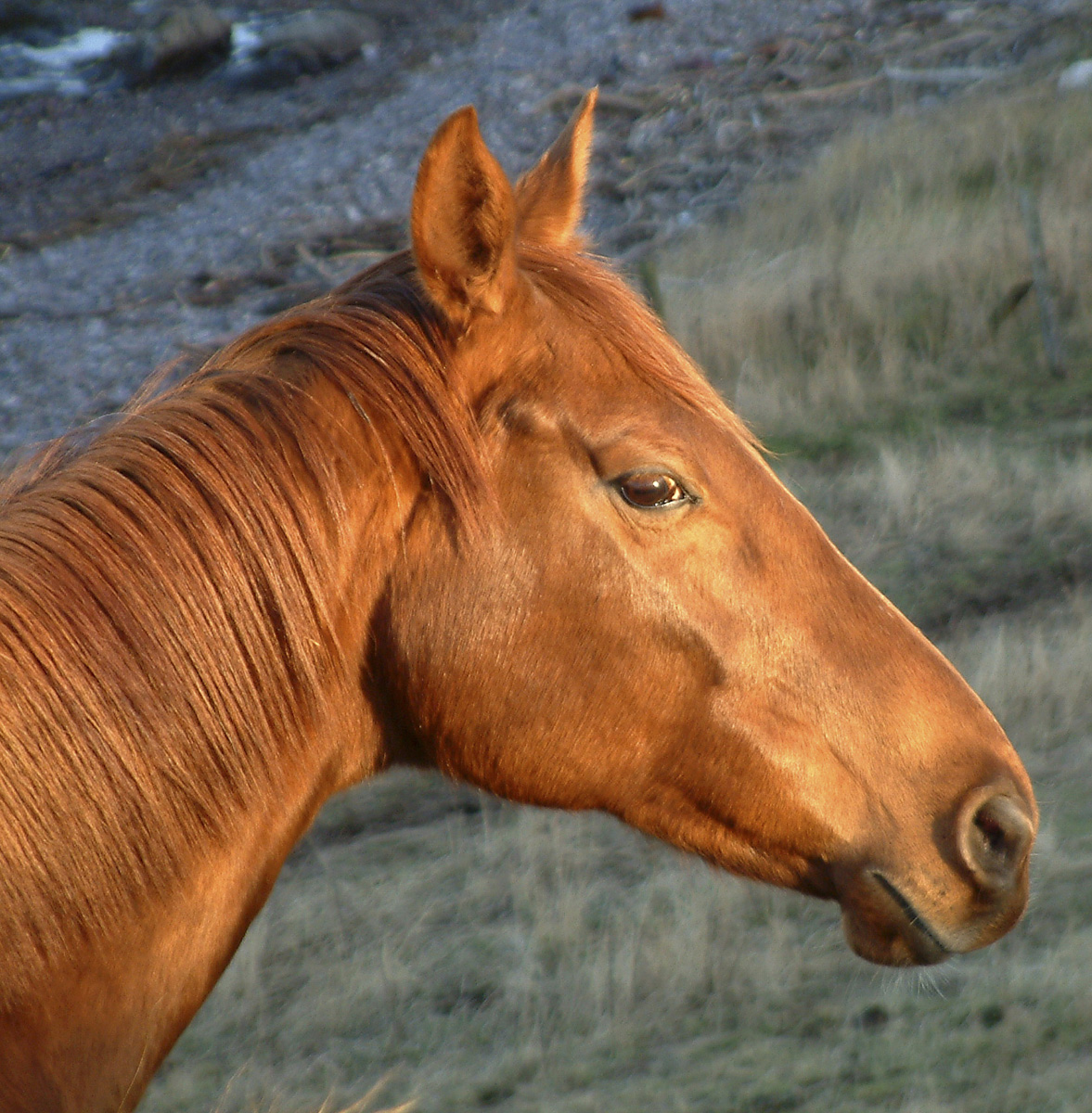 Chestnut_head.jpg