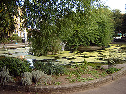 Another view of Clapton Pond Clapton ponds.jpg