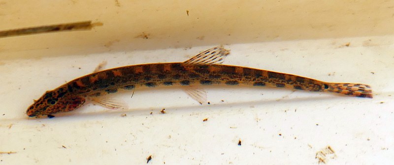 File:Cobitis taenia (Cobitidae) (Spined loach), Reeuwijk, the Netherlands.jpg