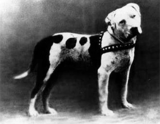 File:Colby's Pincher The greatest fighting dog that ever lived.jpg