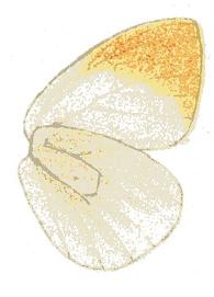 File:Colotis citreus f u.JPG