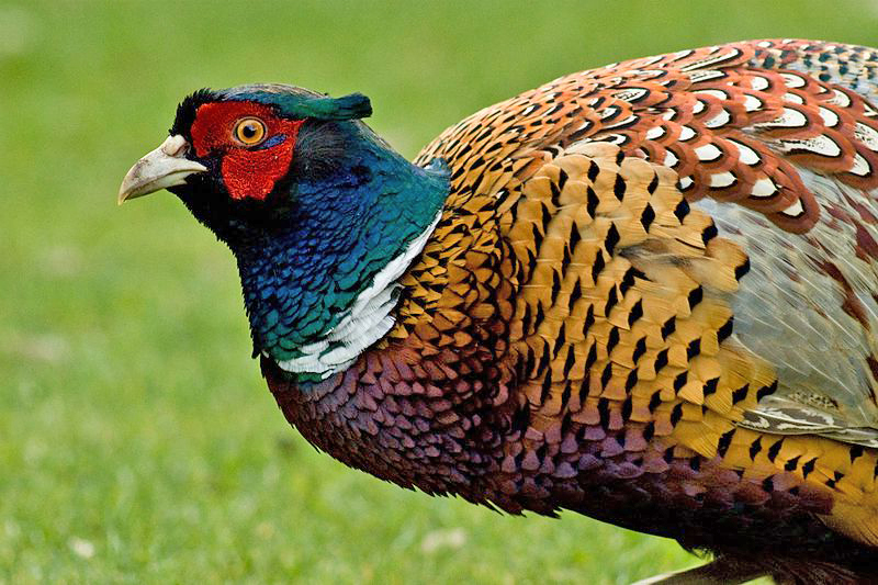 Male Pheasant (Phasianus colchicus)