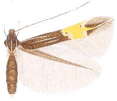 <i>Cosmopterix saltensis</i> species of insect