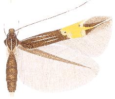 <i>Cosmopterix saltensis</i>