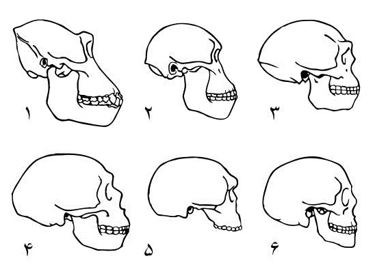 Craniums_of_Homo_fa