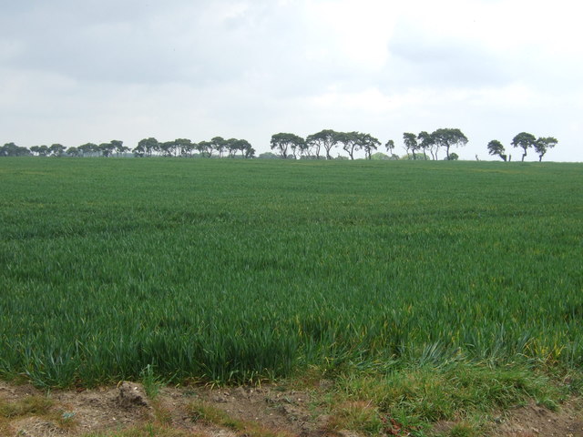 File:Crop field north of Gooderstone - geograph.org.uk - 5391968.jpg