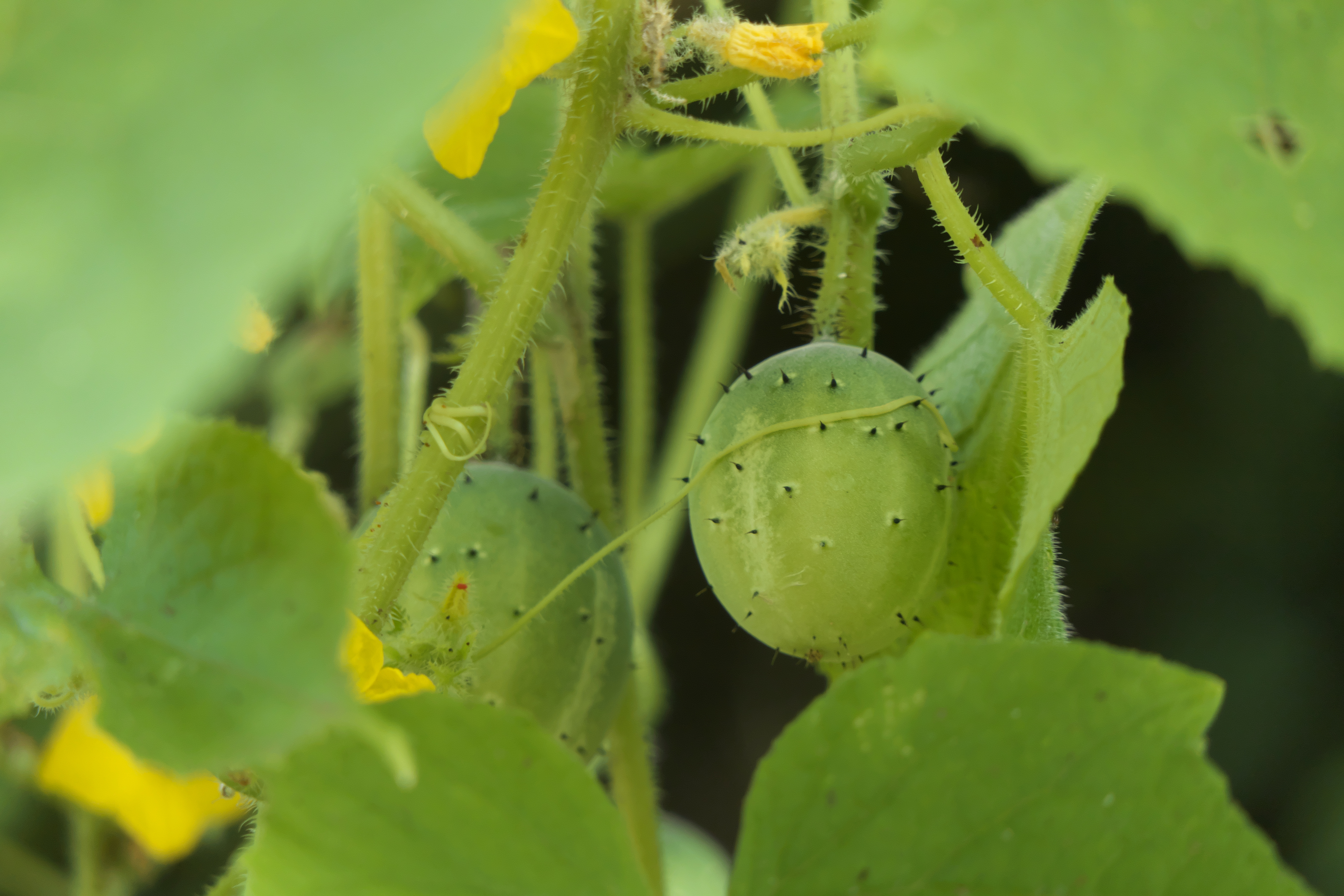 Cucumis sativus