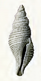 <i>Daphnella cheverti</i> Species of gastropod