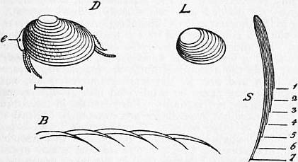 File:EB1911 Crustacea Fig. 6.—Estheria.jpg