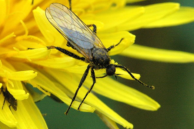 File:Empis.bistortae2.-.lindsey.jpg